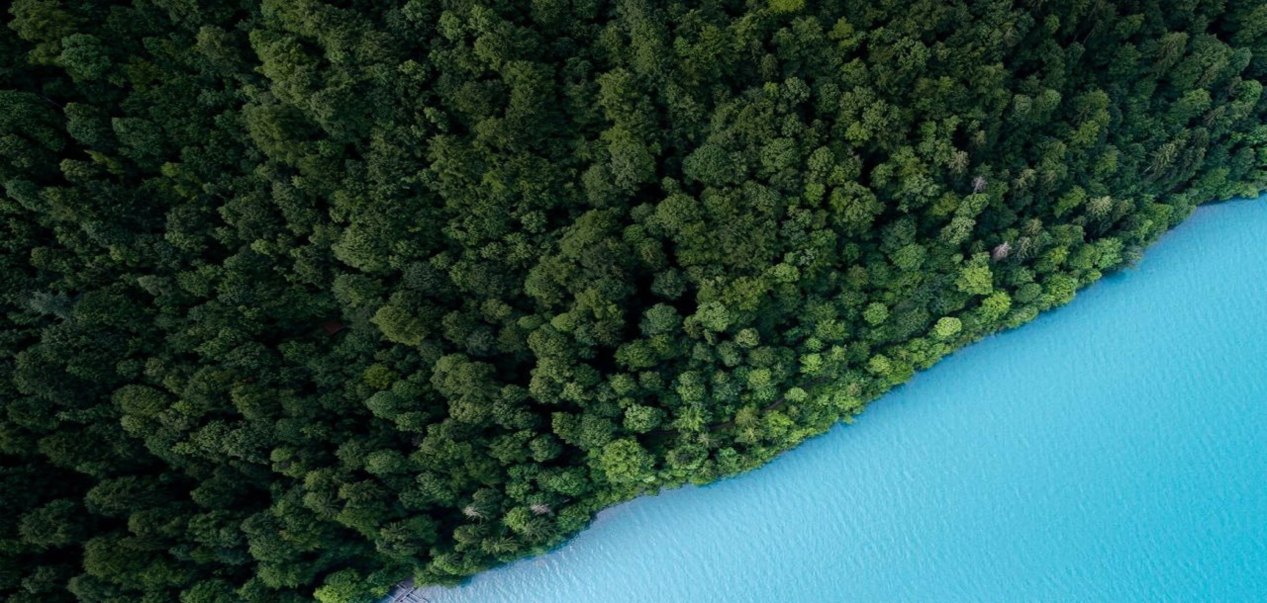 Aerial view of forest and sea